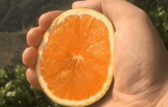 江西水果三宝之一，得多好吃的赣南脐橙，才被誉为“香水炸弹”？