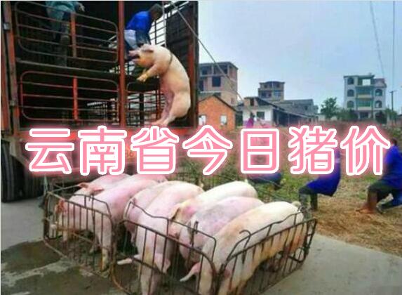 云南省今日猪价播报：2019年4月21日云南省猪价行情，下跌！