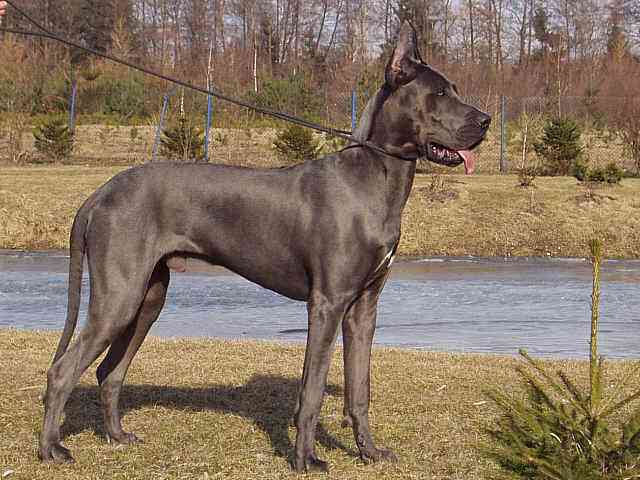马士提夫獒犬(马士提夫獒犬图片)