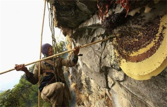 喜马拉雅山采蜜人：蜂蜜每公斤3500美元也不卖，特供给尼泊尔皇室