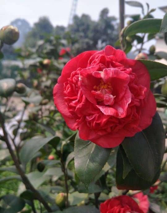 茶花的养殖方法和注意事项 茶花冬季室内怎么养-徐拾记官网