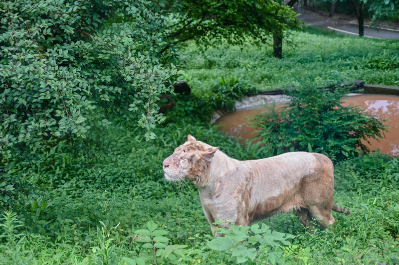 重慶最大的野生動物園,還能乘車投食老虎和獅子,動物比遊客還多