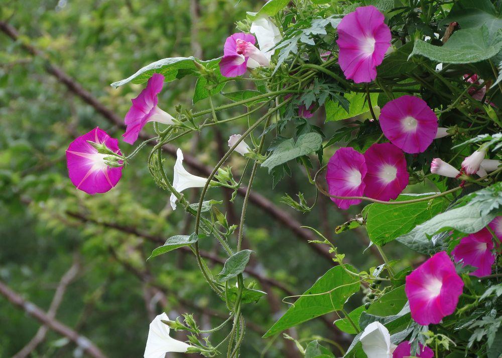 牵牛花的特点（变色牵牛花的特点）-第6张图片-昕阳网