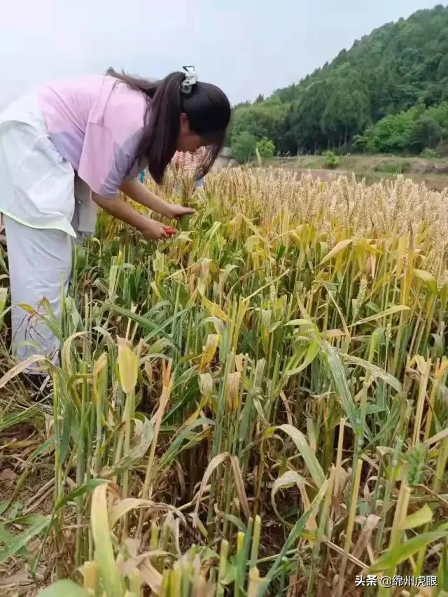 好心疼！绵阳十二三岁的娃娃，竟被学校赶下田去插秧子