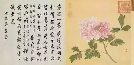 一朵牡丹价值超过100万,魅力何在?
