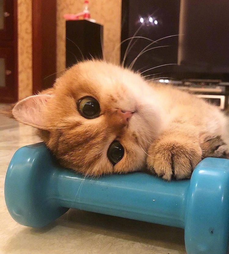 cute是什么意思 cutelove的中文意思-卓促网