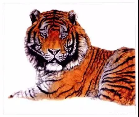 老虎很难画？分步骤教你画老虎，从细节教你，简单易学，快来学习