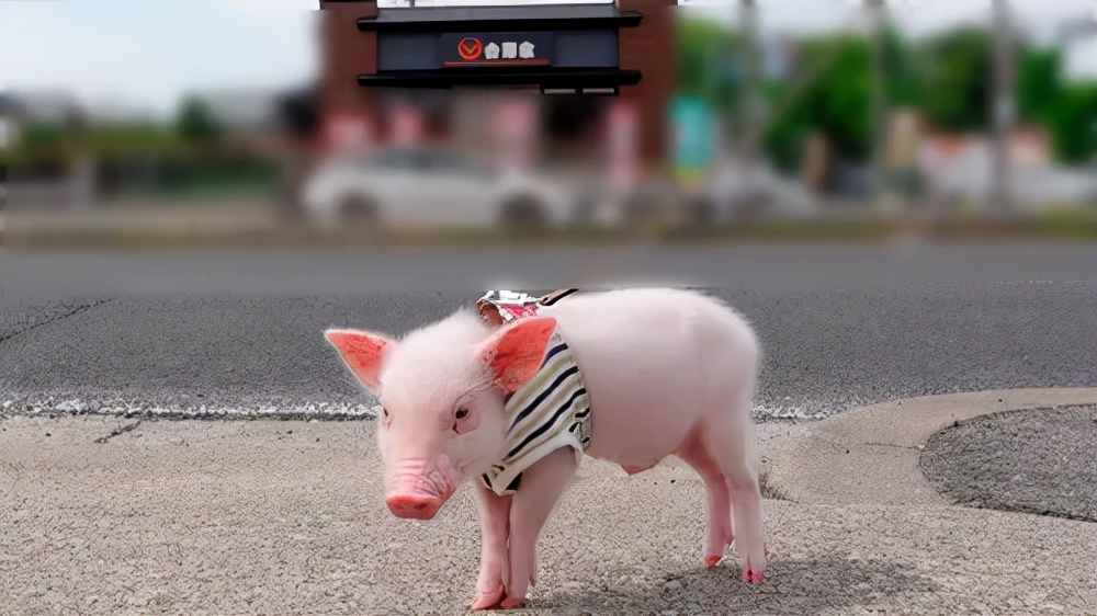 日本主播把养了100天的宠物猪烤着吃了，结果不到10天猪又复活了