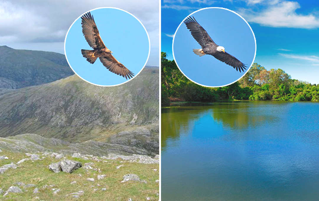 如何区分金雕和白头鹰白头鹰和白头海雕区别