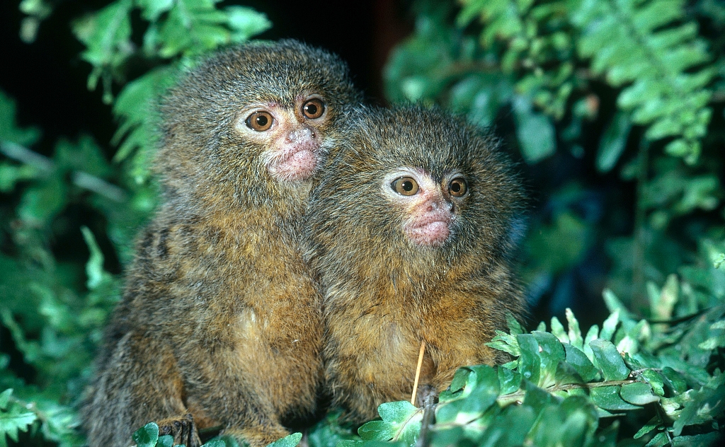 狨科,灵长目猿猴亚目的一科,为南美洲特有物种.