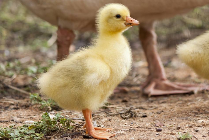 "幸运鹅"被买回家当宠物,长大后当"保镖",送3岁主人上学