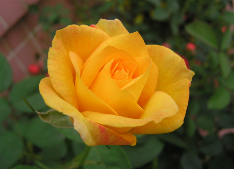 黄色玫瑰寓意和花语（这种花不要轻易送给恋人）
