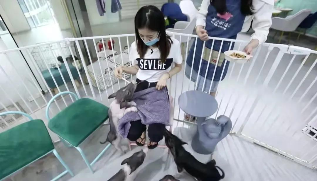 北京宠物主题店大盘点！国庆出游远离人从众，小众萌宠店推荐给您