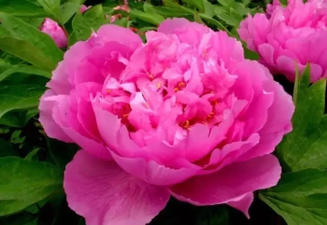 100种名贵牡丹鉴赏 绘画好素材（报花名）