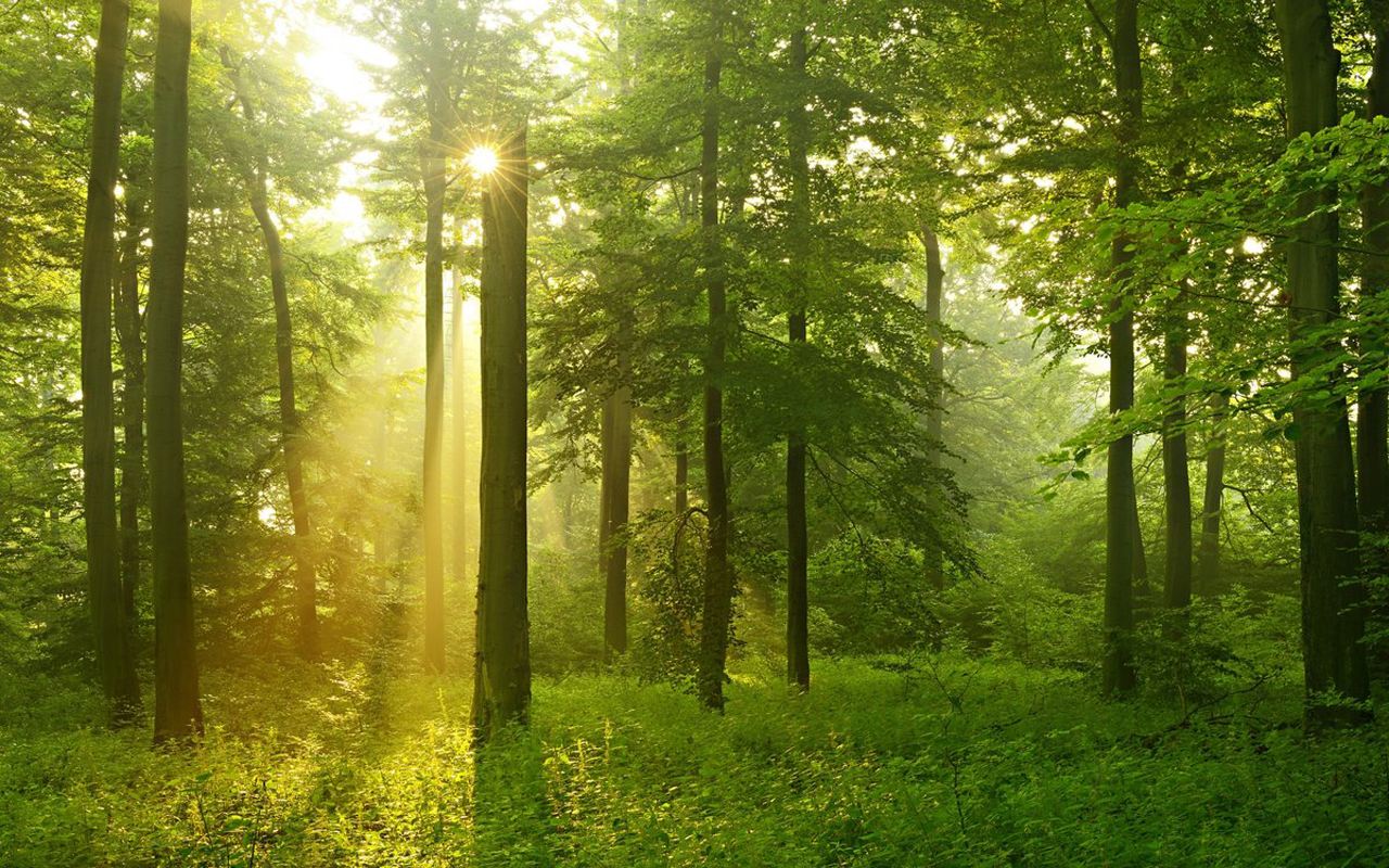 古诗欣赏-杜甫经典诗十首