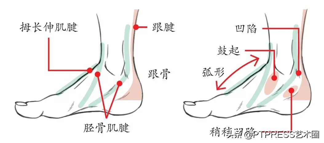 脚上各个部位名称(绘画| 脚部构造，正面、侧面、后面多角度绘制技法（建议收藏）)