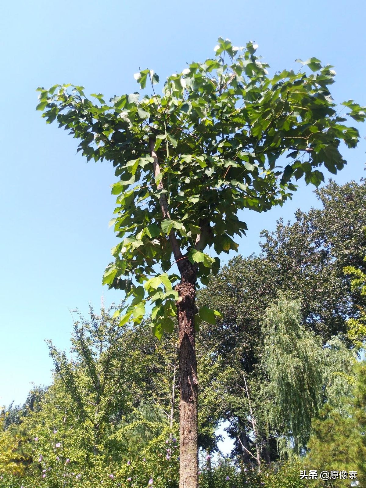 正式名字是梧桐或中国梧桐,全国各地的叫法近30余种,均指梧桐,以下文