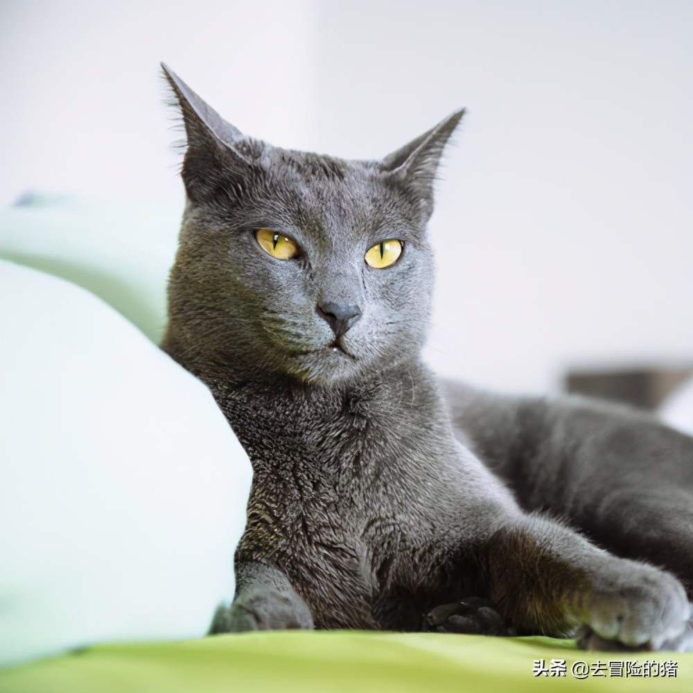 猫咪品种篇:俄罗斯蓝猫