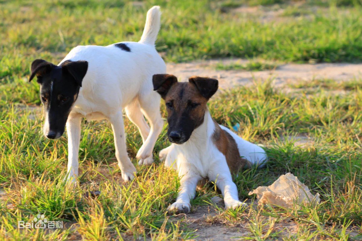 世界杯茶杯犬(宠物狗百科全书（上）中小型犬有哪些品种？各有怎样的性格特点？)