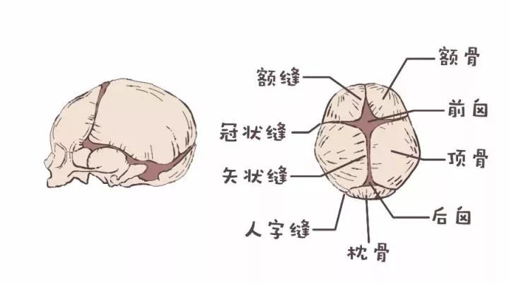 婴儿前卤门受伤的症状（宝宝的囟门一碰就会傻）