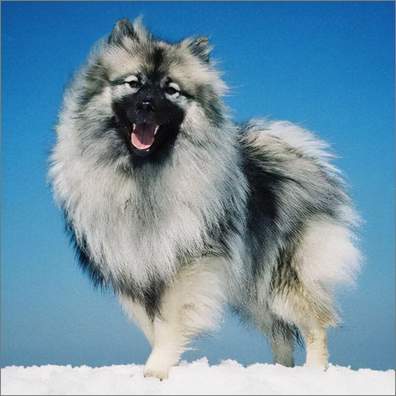 世界犬种智商排名榜前 30 名的聪明狗狗