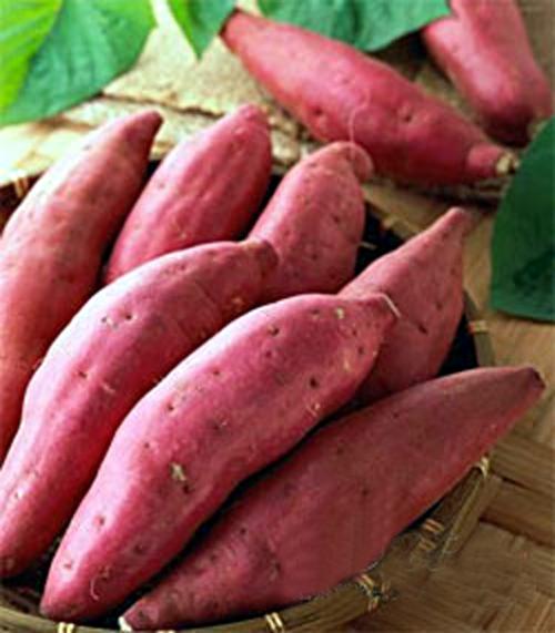 地瓜如何传入中国的地瓜来中国不容易