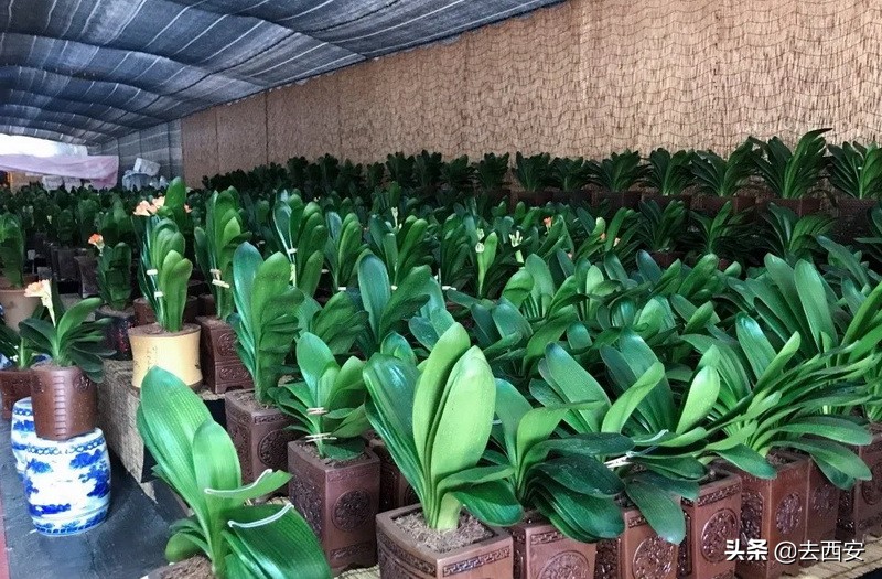 新春买花去哪里？十元能买一堆多肉植物，看看西安这6大花卉市场