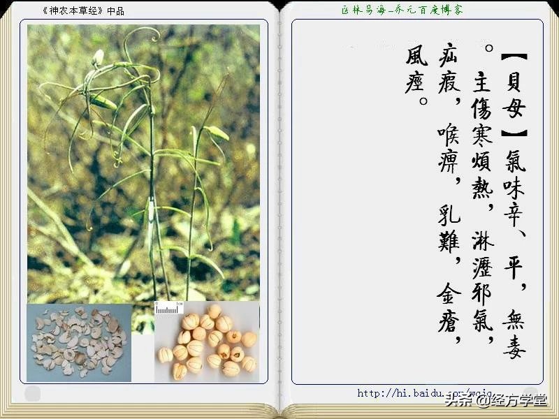 《神农本草经》全册图文解析 建议收藏