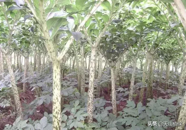 种植一种作物,一亩稳赚一万以上,风险高,今年种植你能接受吗