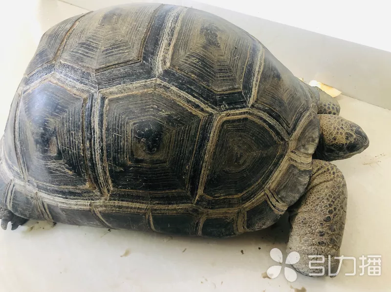 市民捡到一只“大乌龟”，据说价值十几万
