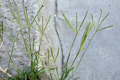 这是狗牙根,要这样防治