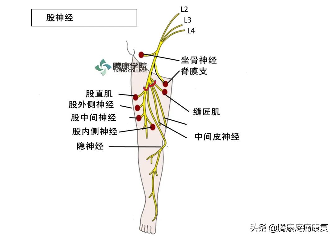 腰背关节炎都可能会挤压出脊柱并沿大腿向下走行的神经,导致大腿疼痛
