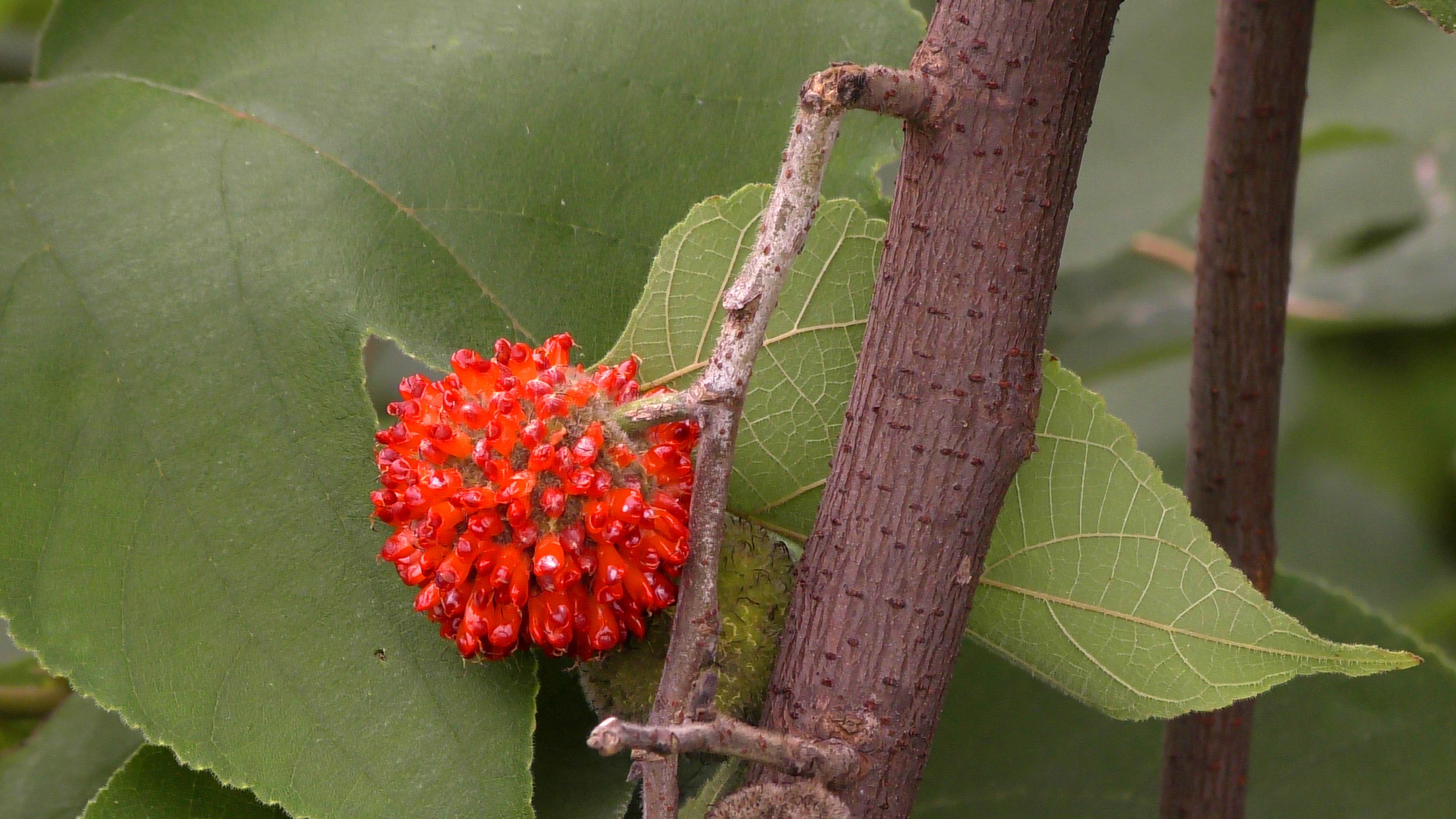刺楸树图片(农村这种树子只需要一棵就能泛滥成林) - 赤虎壹号