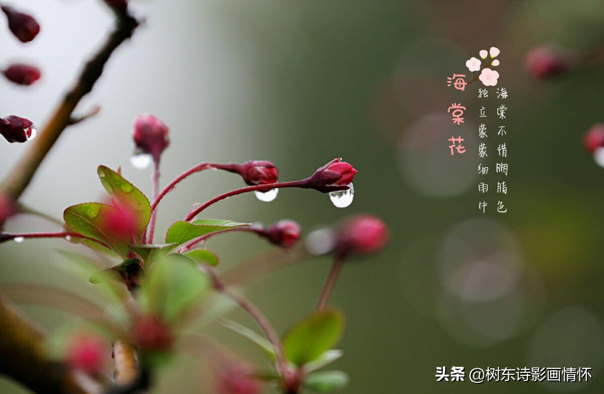海棠含珠芬芳寓吉祥