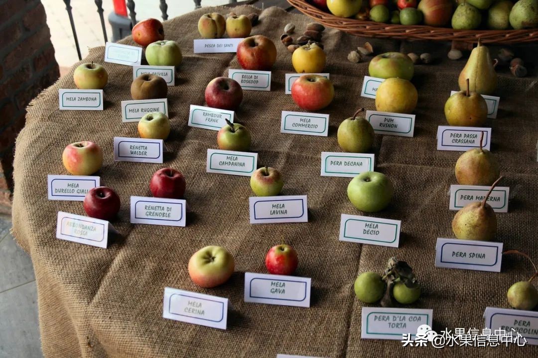 苹果的种类有哪些名称（苹果常见23种品种及成熟时间）