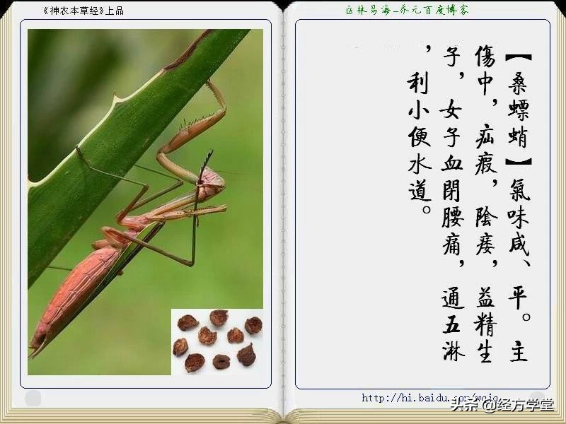 《神农本草经》全册图文解析 建议收藏