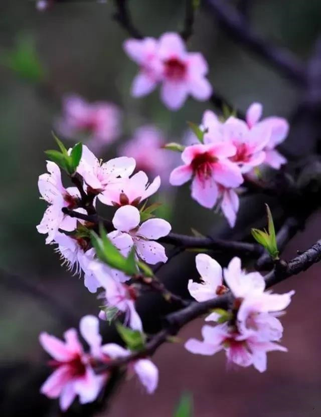 赏读：桃花如期开，美好终会来