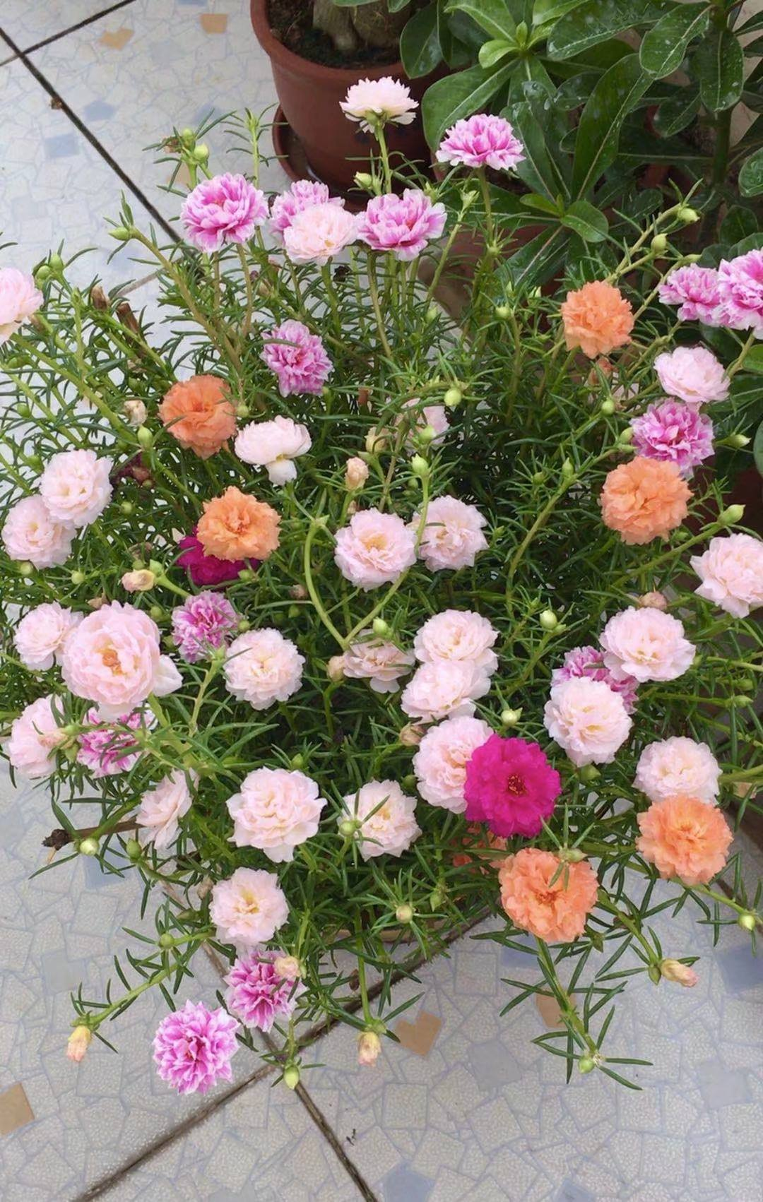 真正的“花坚强”，墙缝、地缝都长满，开花特别旺