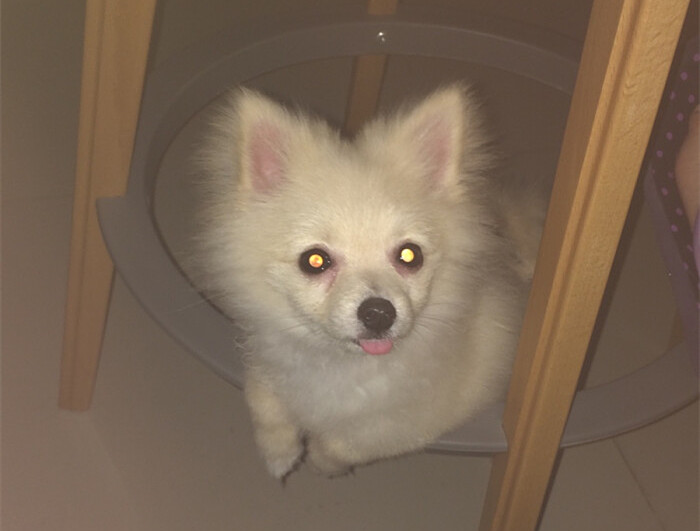 狗在黑夜会眼冒金光，俗称“钛合金眼”，到底是什么原因造成的