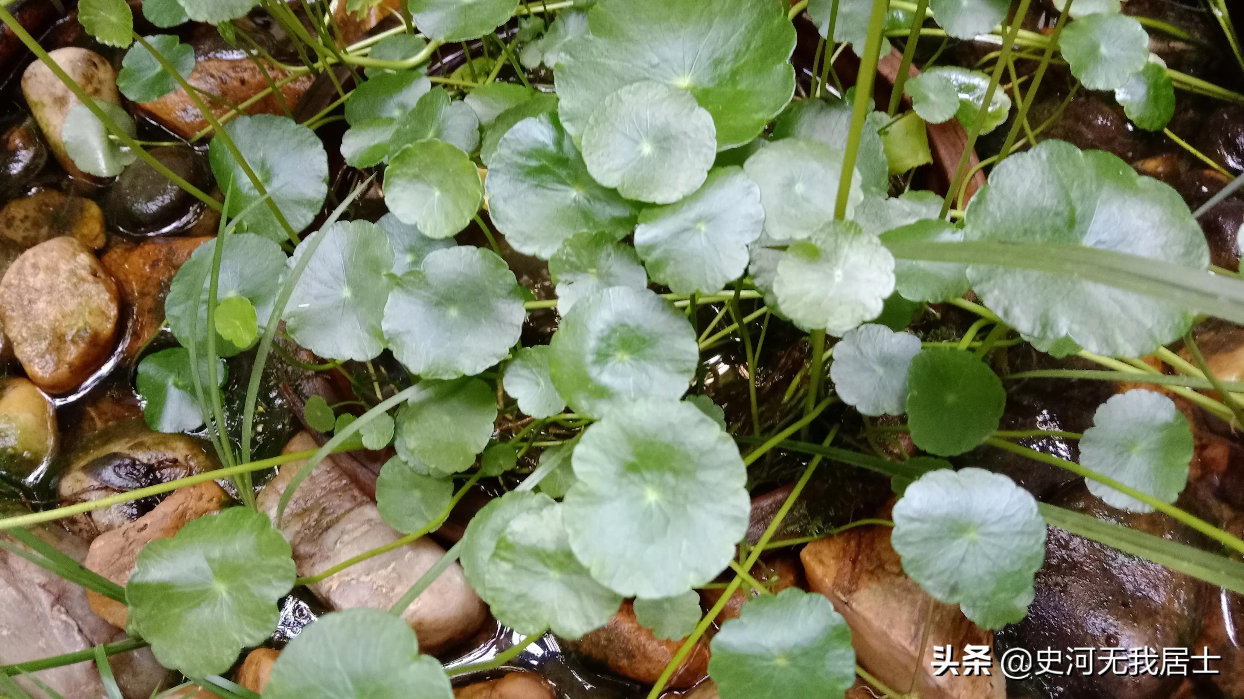 大金錢草(大葉金錢草和小葉金錢草功效一樣嗎)