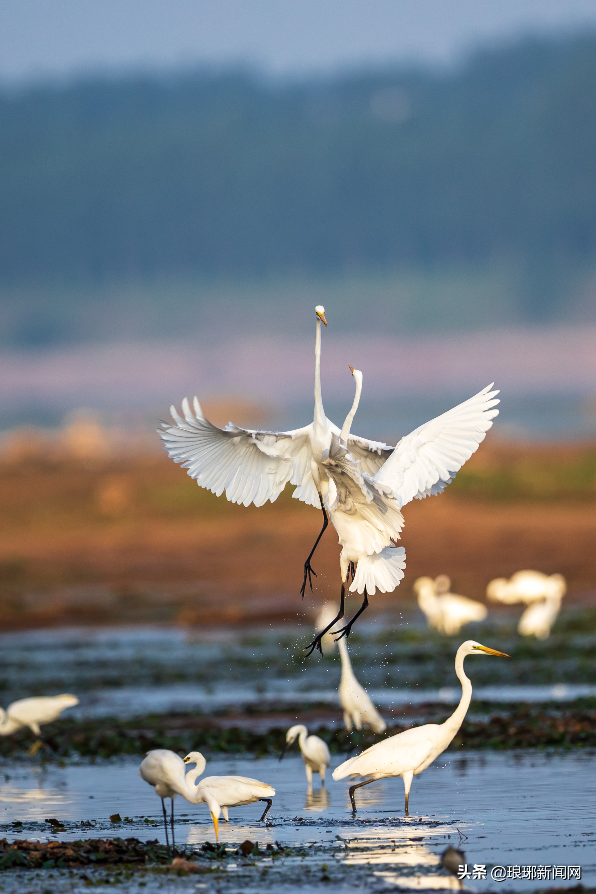 临沂市沂河,沭河两岸迎来成群白鹭