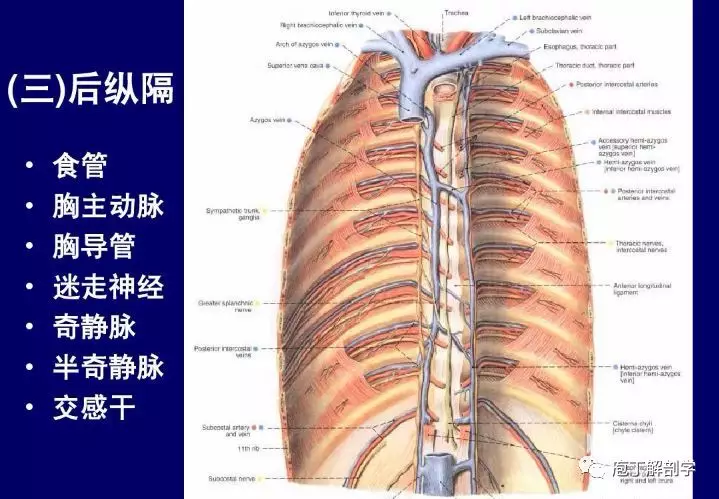 纵隔解剖 + 纵隔疾病X线诊断要点