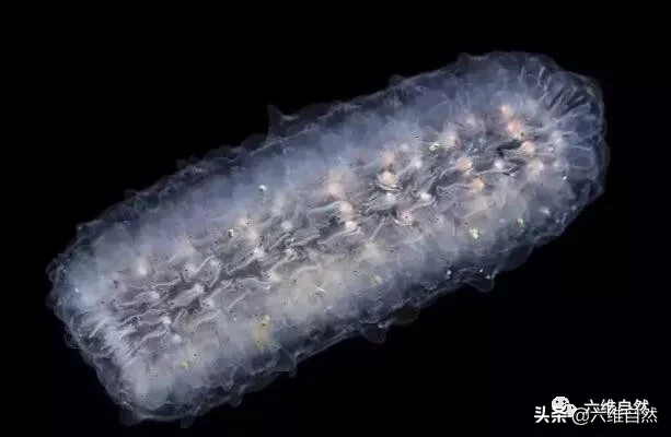 火体虫(深海有一群像巨虫的浮游生物，长达18米，却是滤食性食浮游生物)