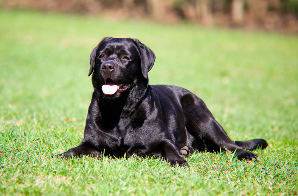 据说养"黑色拉布拉多"优势更多