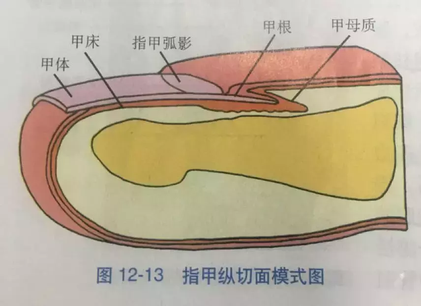 孩子指甲有这6种表现，隐藏健康问题！快检查你家孩子有没有