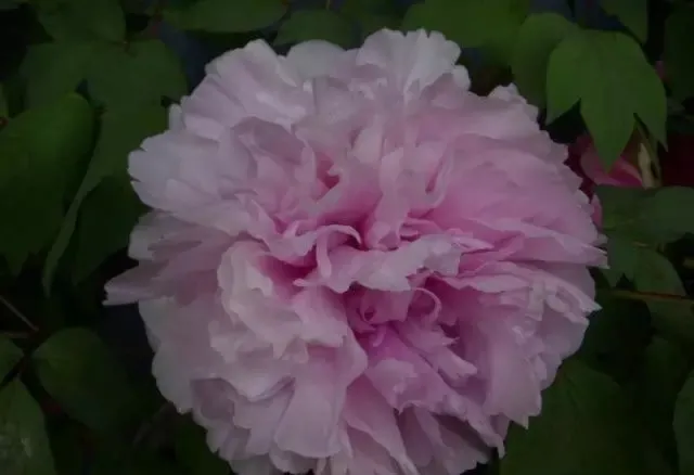 100种名贵牡丹鉴赏 绘画好素材（报花名）