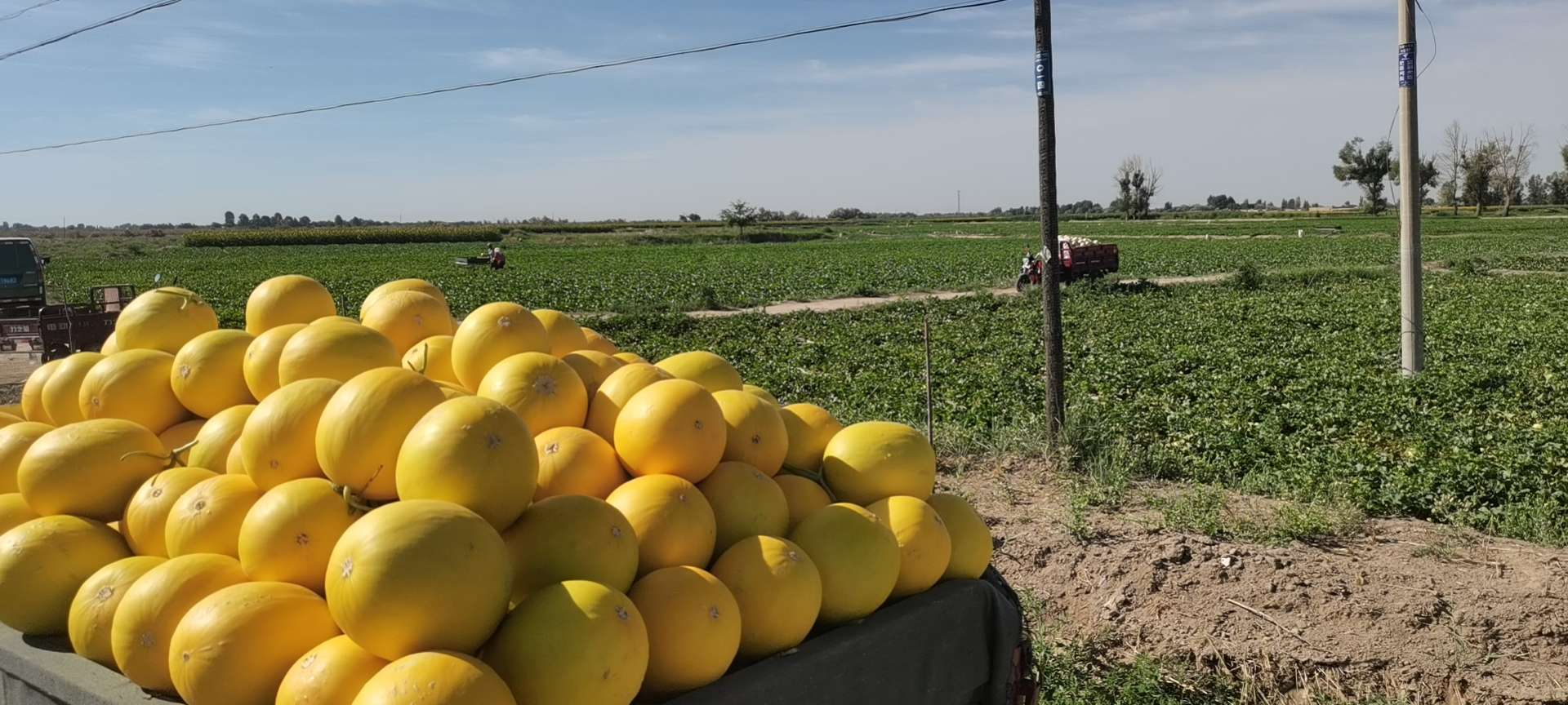 从销售不畅到暴增448% 甘肃民勤要把治沙代名词变农产品网销奇迹