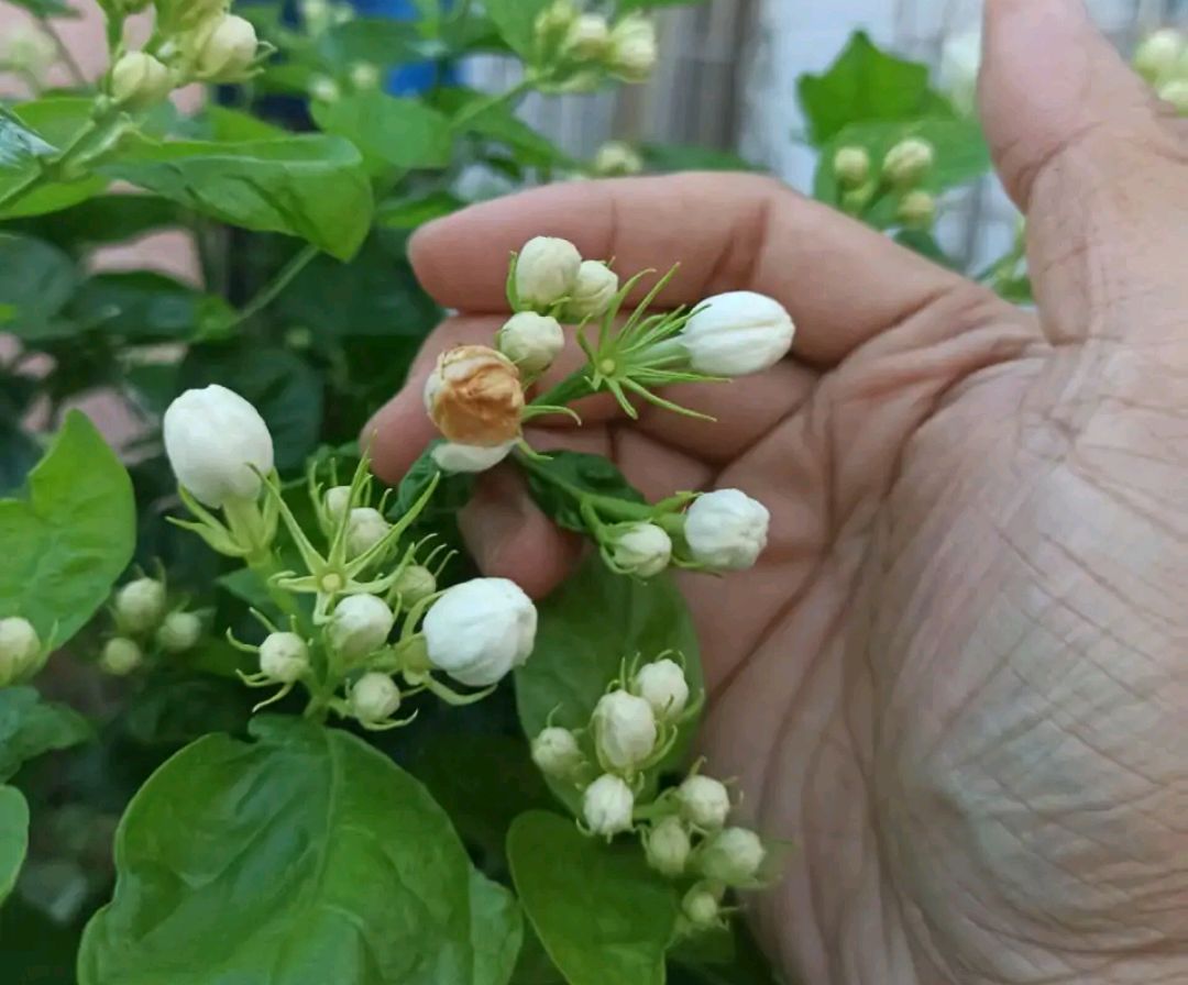 "浇不死,晒不死,剪不死"的茉莉,真的这么皮实好养吗?