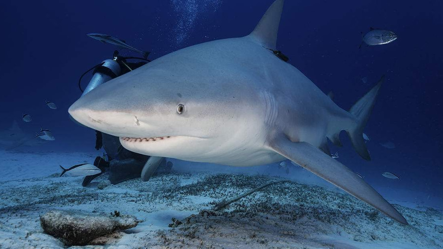 贝加尔湖的海洋生物,它们从哪里来的?为何在淡水中不会死去?