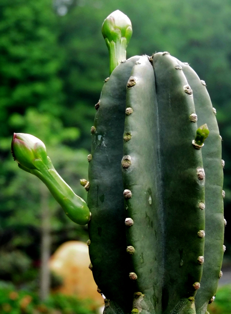 沙漠植物（11）-仙人柱（1）：鬼面角